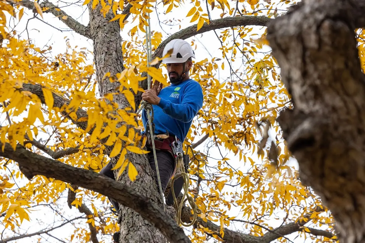 Skilled Tree Pruning crew working in Hartman